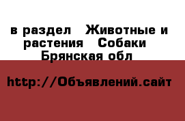  в раздел : Животные и растения » Собаки . Брянская обл.